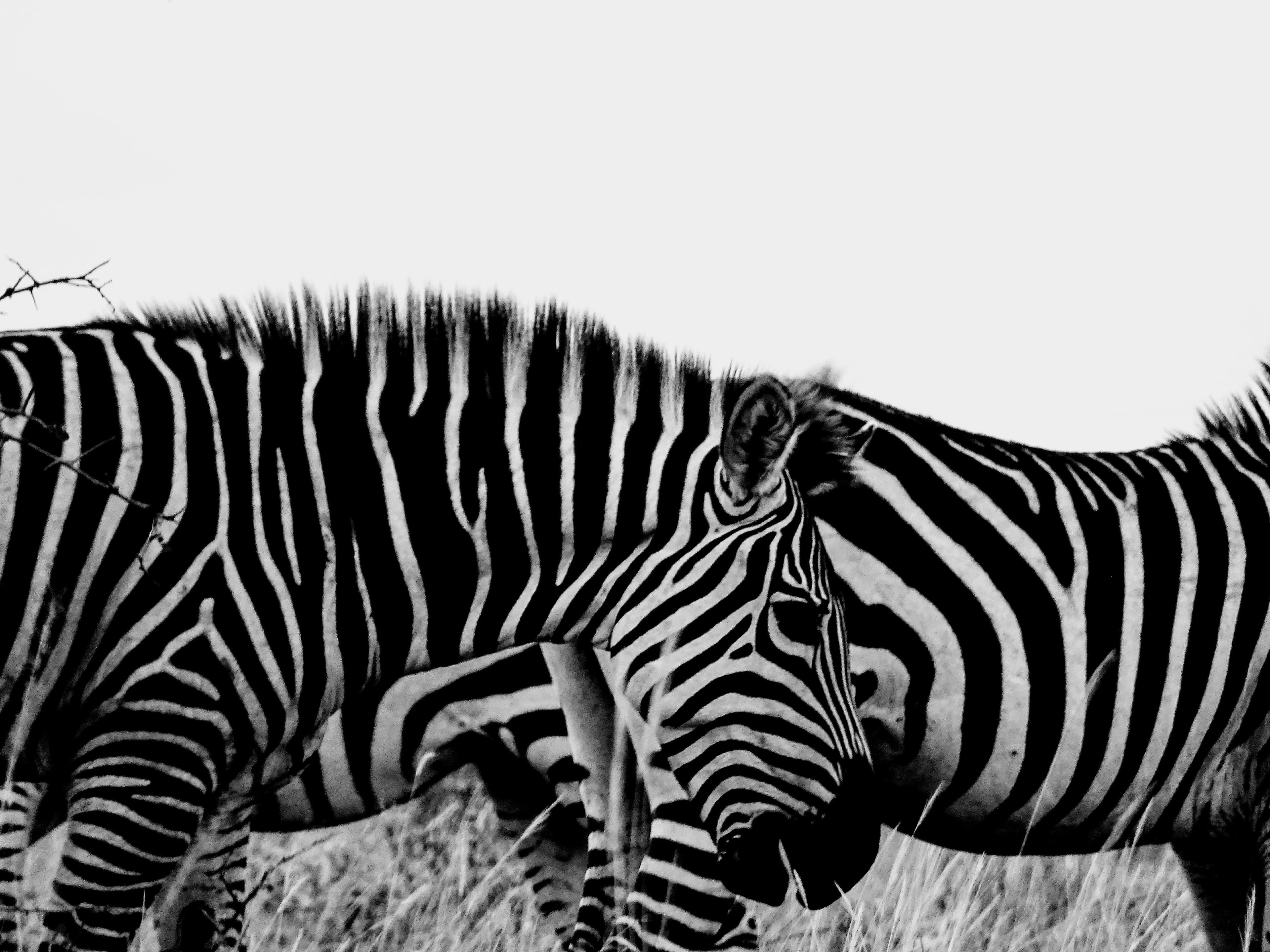 Black-and-white zebra photograph